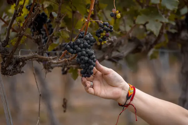 Una de las particularidades del pisco peruano es la utilización de ocho variedades de uva reconocidas para su elaboración: Quebranta, Negra Criolla, Mollar, Uvina, Italia, Torontel, Moscatel y Albilla.